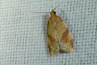 Clepsis consimilana