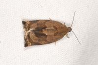 Archips crataegana