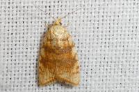 Aleimma loeflingiana