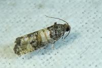 Piniphila bifasciana