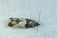 Spilonota ocellana