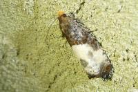 Notocelia cynosbatella
