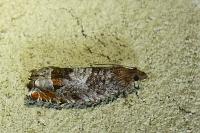 Ancylis achatana
