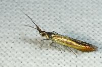 Coleophora