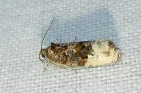 Hedya nubiferana