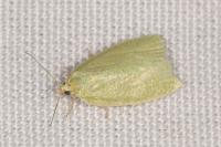 Tortrix viridana