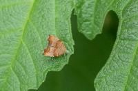 Choreutis nemorana