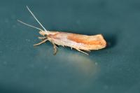 Ypsolopha parenthesella