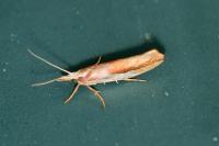 Ypsolopha parenthesella