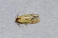 Agapeta hamana