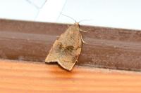 Archips rosana