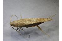 Coleophora lutipennella