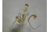 Coleophora lutipennella