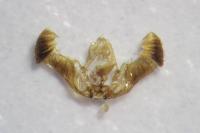 Eucosma conterminana