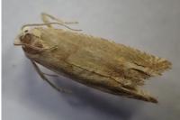Eucosma conterminana