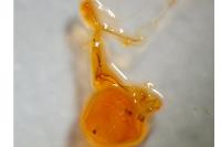 Zeiraphera isertana