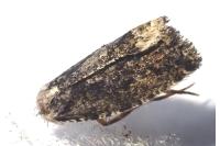 Zeiraphera isertana