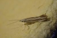 Coleophora