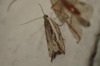 Ancylis apicella