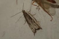 Ancylis apicella