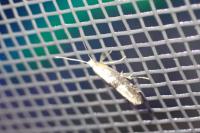 Argyresthia spinosella