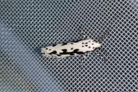Ethmia pusiella/candidella