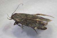 Aproaerema patruella