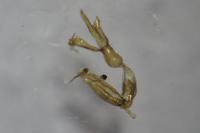 Aproaerema patruella