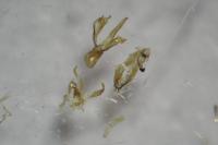 Aproaerema patruella