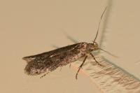 Bryotropha