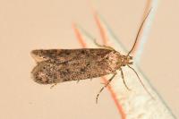 Bryotropha