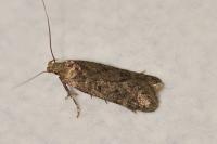 Bryotropha