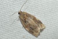 Archips xylosteana