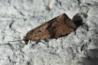 Celypha striana