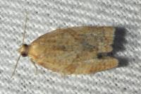 Clepsis consimilana