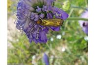 Nemophora metallica
