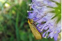 Nemophora metallica