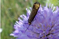 Nemophora metallica