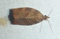 Pandemis heparana