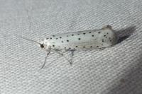Yponomeuta