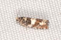 Epinotia demarniana