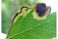 Stigmella regiella