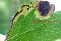 Stigmella paradoxa