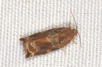 Archips xylosteana