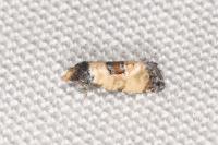 Cochylis dubitana