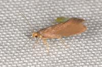 Crassa unitella