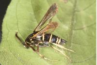 Paranthrene tabaniformis