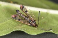 Synanthedon conopiformis