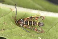 Synanthedon vespiformis