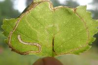 Lyonetia clerkella